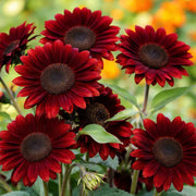 Sunflower Seeds – Helianthus annuus
