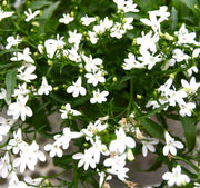 Lobelia Seeds – Lobelia erinus