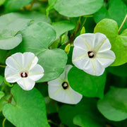 Moonflower Seeds – Ipomoea alba