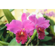 Orchid Seeds – Orchidaceae spp.