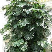 Monstera Seeds – Monstera deliciosa