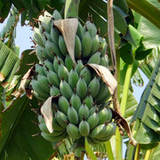 Banana Seeds – Musa acuminata