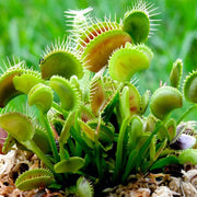 Venus Fly Trap Seeds – Dionaea muscipula