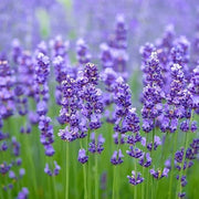 Lavender Seeds – Lavandula angustifolia
