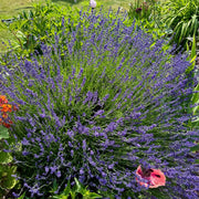Lavender Seeds – Lavandula angustifolia