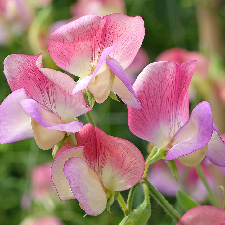 Sweet Pea Seeds – Lathyrus odoratus