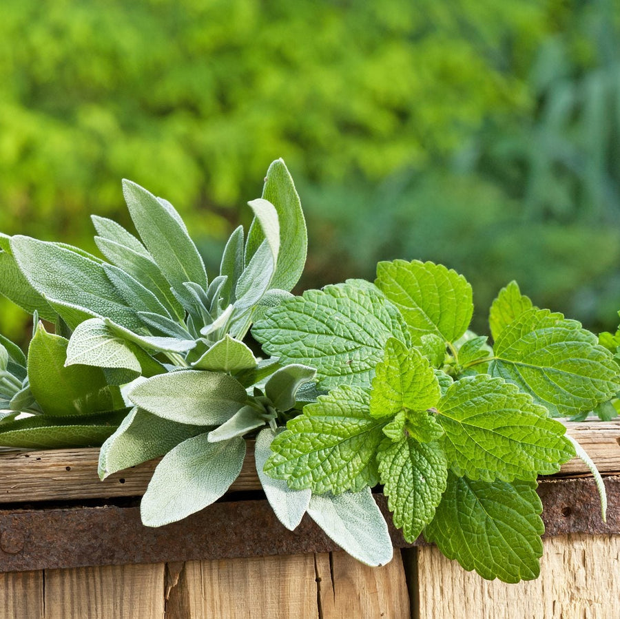 Lemon Balm Seeds – Melissa officinalis