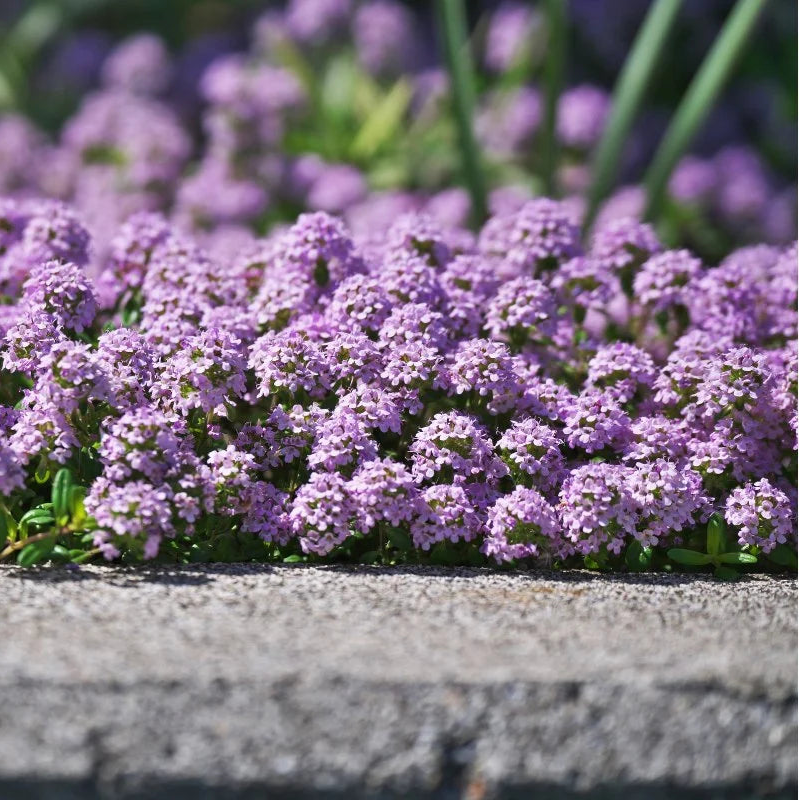 Creeping Thyme Seeds – Thymus serpyllum