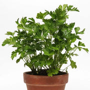 Parsley Seeds – Petroselinum crispum