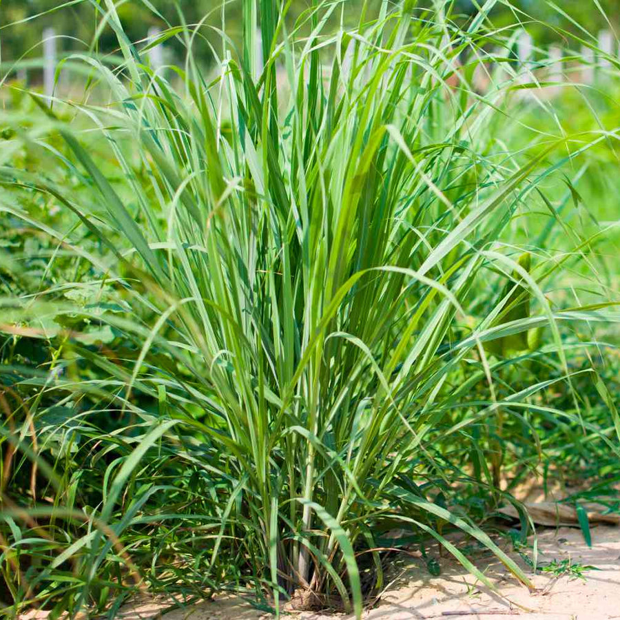 Lemongrass Seeds – Cymbopogon citratus