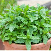 Mint Seeds – Mentha spp.