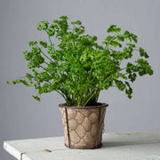 Parsley Seeds – Petroselinum crispum