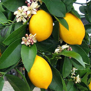 Lemon Seeds – Citrus limon