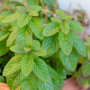 Mint Seeds – Mentha spp.