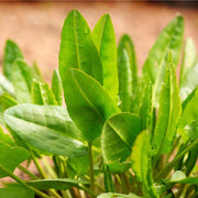 Sorrel Seeds – Rumex acetosa