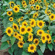 Sunflower Seeds – Helianthus annuus