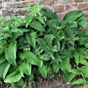 Comfrey Seeds – Symphytum officinale