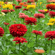 Zinnia Seeds – Zinnia elegans
