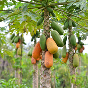 Papaya Seeds – Carica papaya