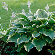 Hosta Seeds – Hosta spp.