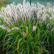 Ornamental Grass Seeds – Poaceae spp.