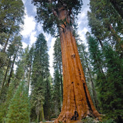 Giant Sequoia Seeds – Sequoiadendron giganteum
