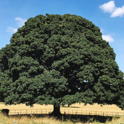Oak Tree Seeds – Quercus spp.