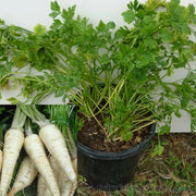 Parsley Seeds – Petroselinum crispum