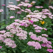 Yarrow Seeds – Achillea millefolium