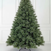 Pine Tree Seeds – Pinus spp.