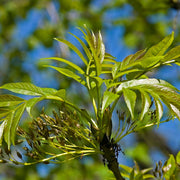 Ash Tree Seeds – Fraxinus spp.