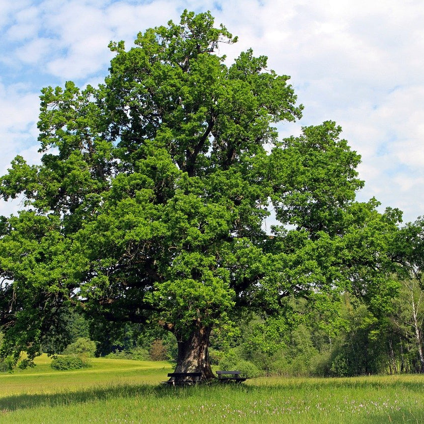 Oak Tree Seeds – Quercus spp.