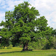 Oak Tree Seeds – Quercus spp.