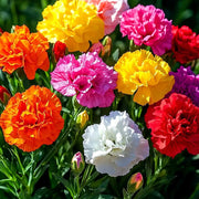 Carnation Seeds – Dianthus caryophyllus
