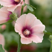 Hollyhock Seeds – Alcea rosea