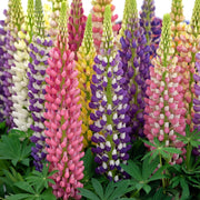 Lupine Seeds – Lupinus polyphyllus