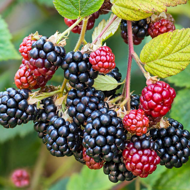 Blackberry Seeds – Rubus fruticosus