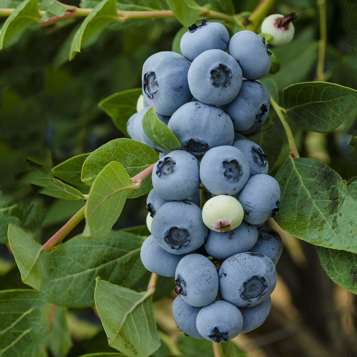 Blueberry Seeds – Vaccinium corymbosum