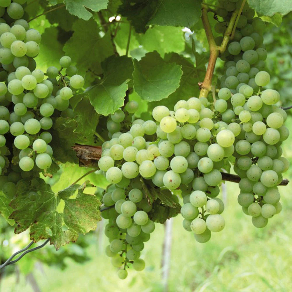 Grape Seeds – Vitis vinifera