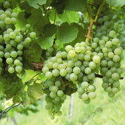 Grape Seeds – Vitis vinifera