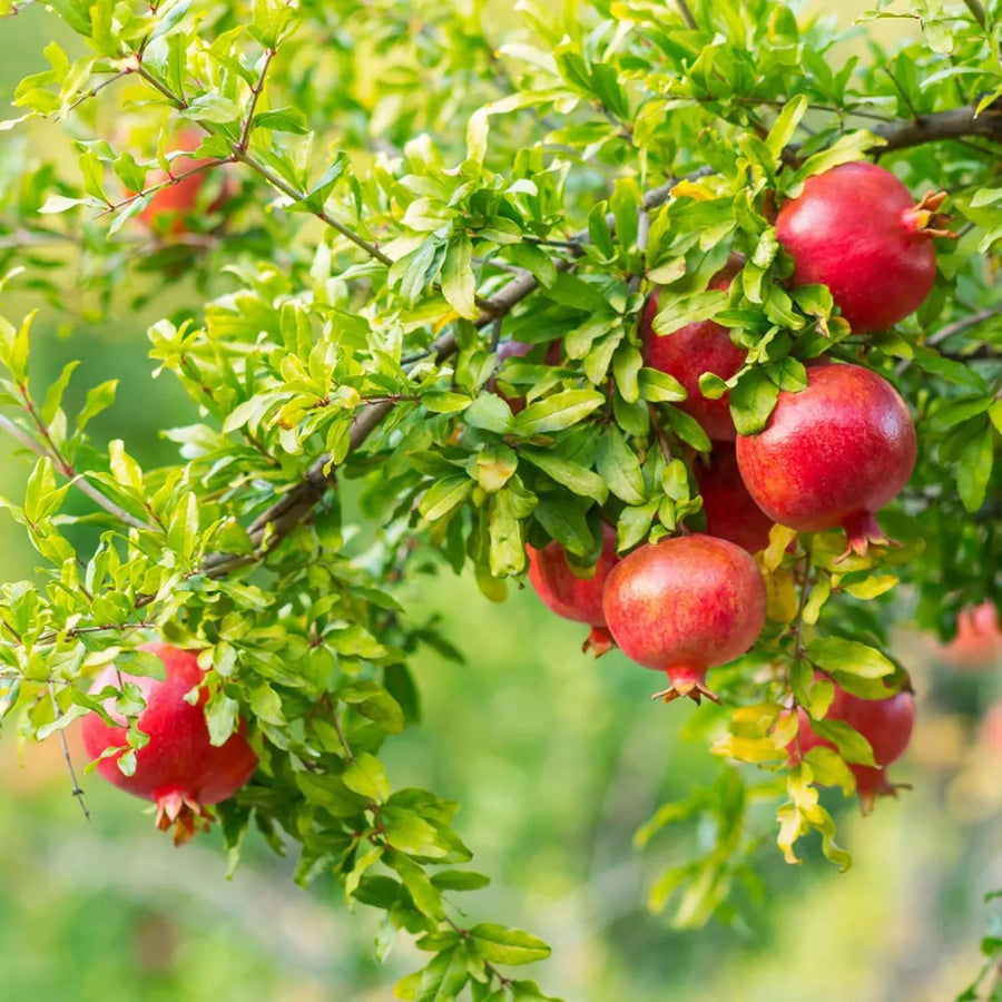 Pomegranate Seeds – Punica granatum