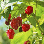 Raspberry Seeds – Rubus idaeus