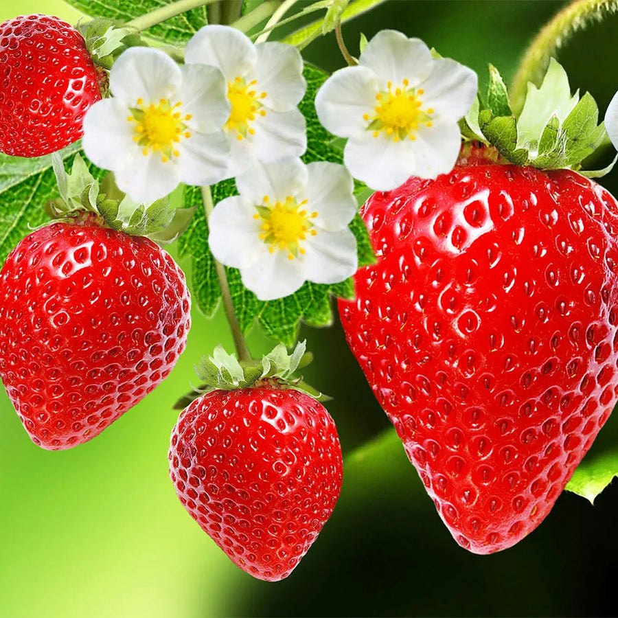 Strawberry Seeds – Fragaria × ananassa