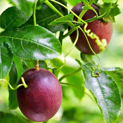 Passion Fruit Seeds – Passiflora edulis