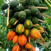 Papaya Seeds – Carica papaya