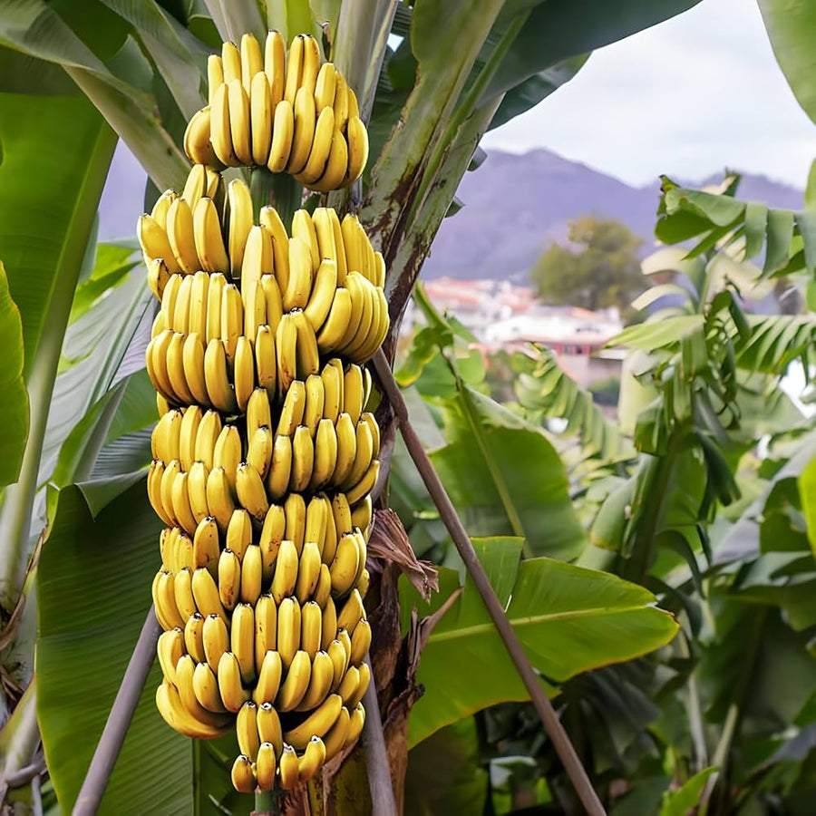 Banana Seeds – Musa acuminata