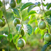 Passion Fruit Seeds – Passiflora edulis