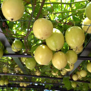 Passion Fruit Seeds – Passiflora edulis