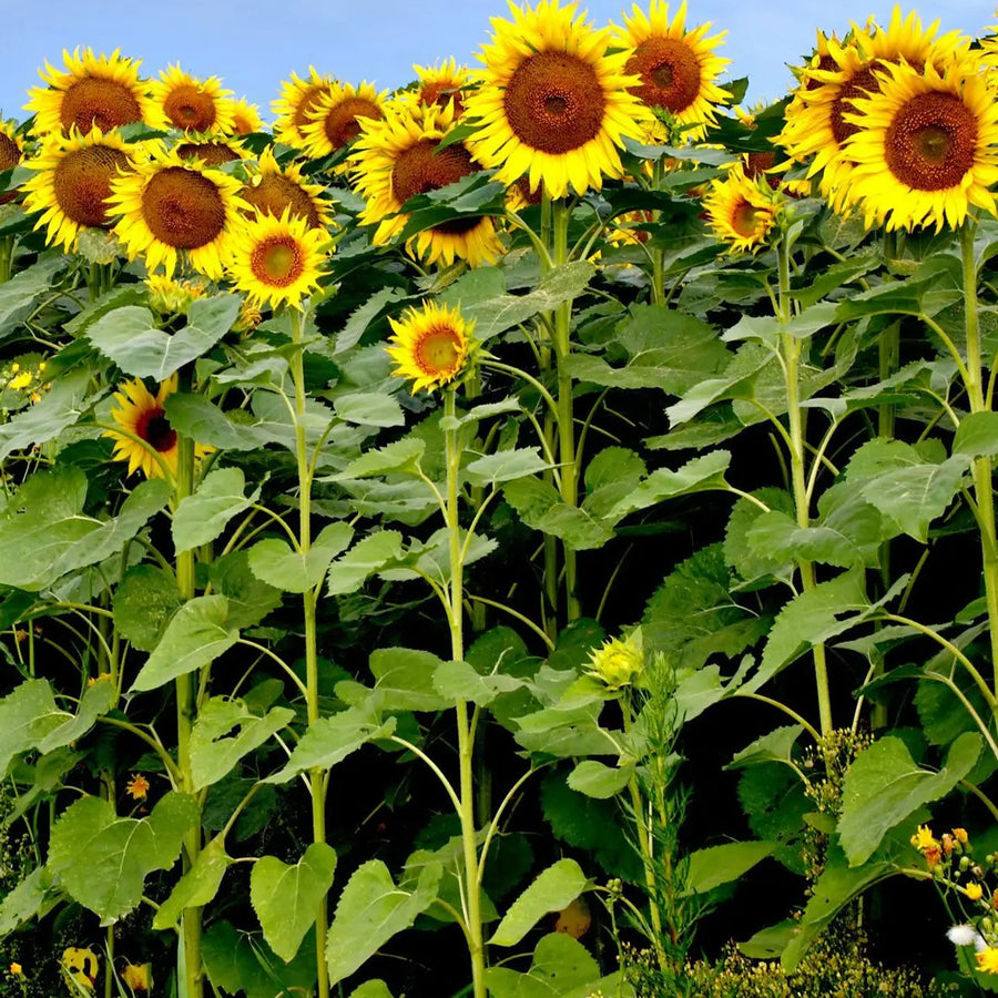 Sunflower Seeds – Helianthus annuus