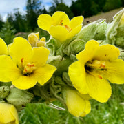 Mullein Seeds – Verbascum thapsus